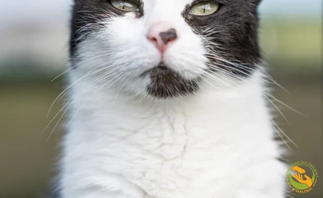 Lena, Mixed Breed (Schronisko Skałowo)