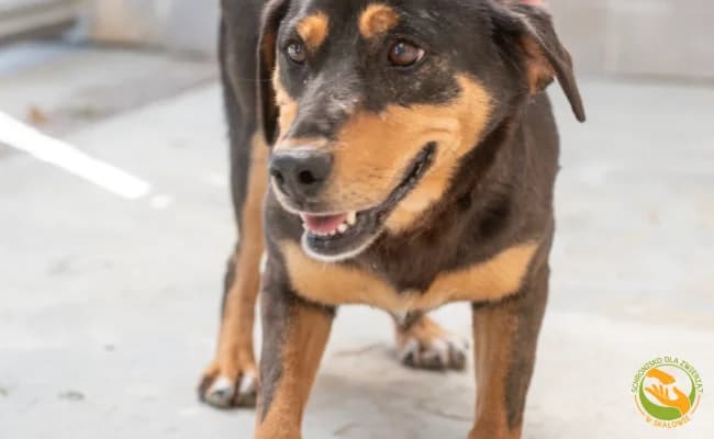 Trusia, female 3yo Mixed Breed for adoption at Schronisko Skałowo