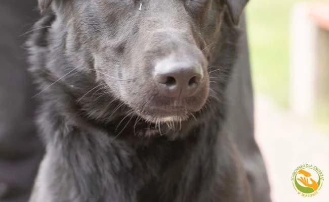 Ariana, female young Mixed Breed for adoption at Schronisko Skałowo