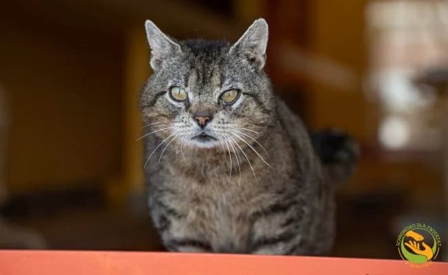 Teodor, Mixed Breed (Schronisko Skałowo)