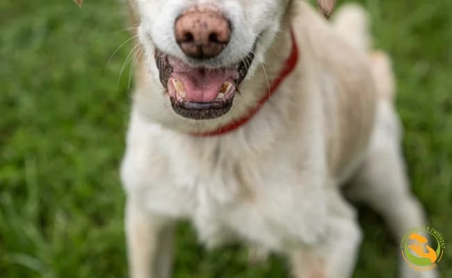 Taco, male senior Mixed Breed for adoption at Schronisko Skałowo