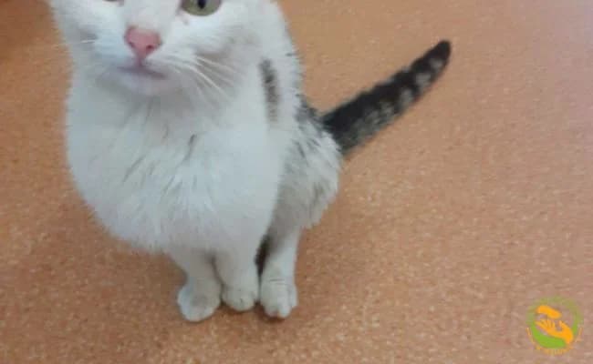 Lady, female 3yo Mixed Breed for adoption at Schronisko Skałowo