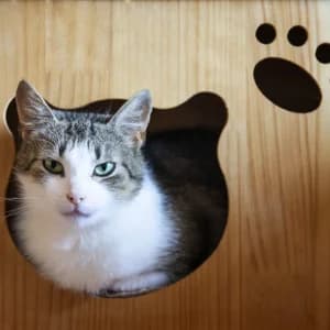 Ada,  Mixed Breed for adoption at Schronisko Skałowo