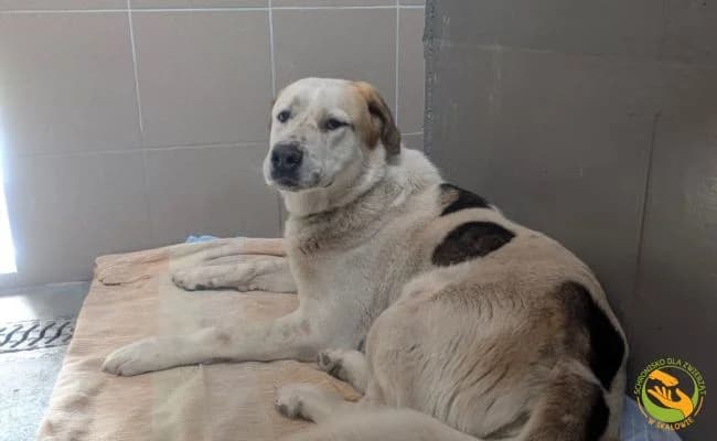 Hera, female 4yo Mixed Breed for adoption at Schronisko Skałowo