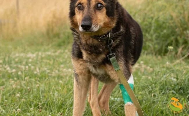 Krzyś, male senior Mixed Breed for adoption at Schronisko Skałowo