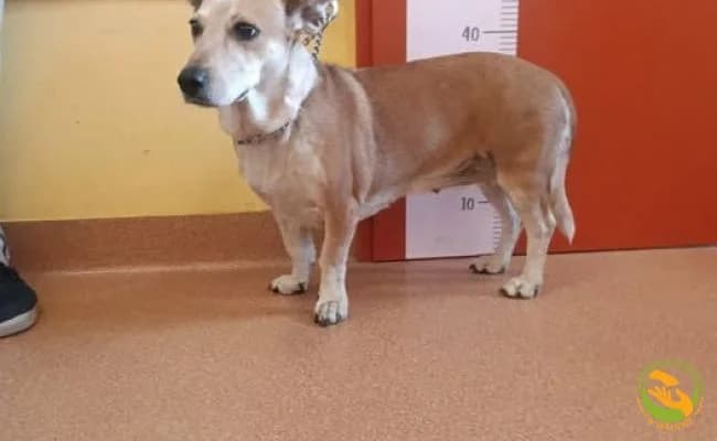 Merry, female 4yo Mixed Breed for adoption at Schronisko Skałowo
