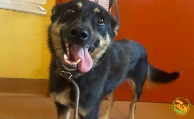 Rumba, female young Mixed Breed for adoption at Schronisko Skałowo