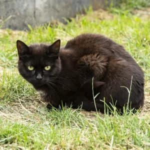 Orson,  Mixed Breed for adoption at Schronisko Skałowo