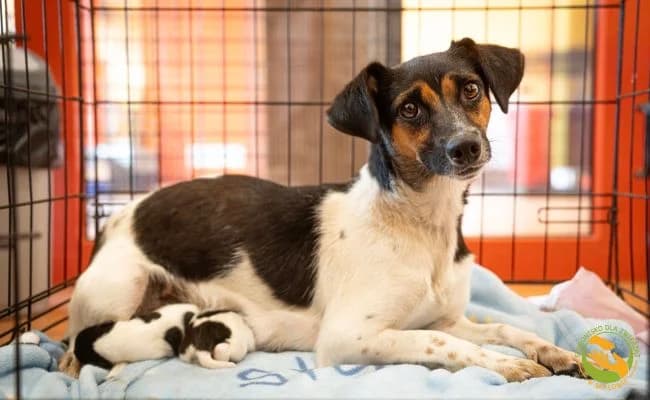 Sonia, female young Mixed Breed for adoption at Schronisko Skałowo