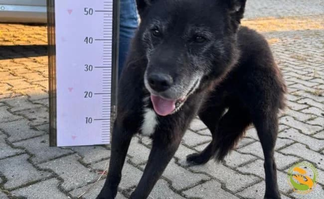 Remik, male senior Mixed Breed for adoption at Schronisko Skałowo