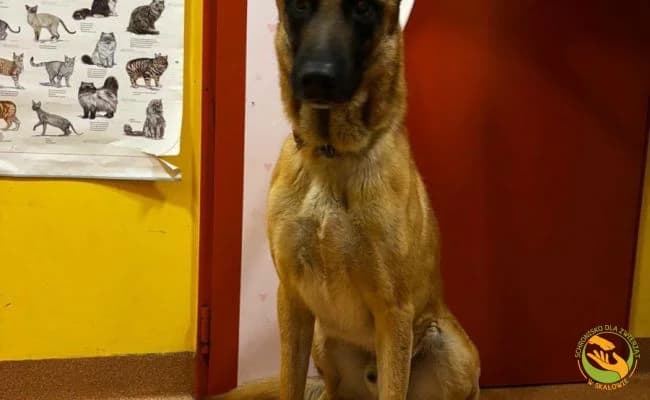 Odyn, male 4yo Mixed Breed for adoption at Schronisko Skałowo