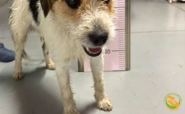 Zodiak, male 3yo Mixed Breed for adoption at Schronisko Skałowo