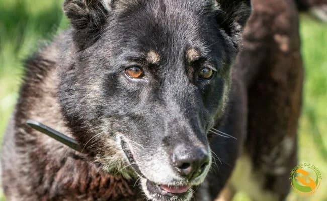 Sonia, female senior Mixed Breed for adoption at Schronisko Skałowo