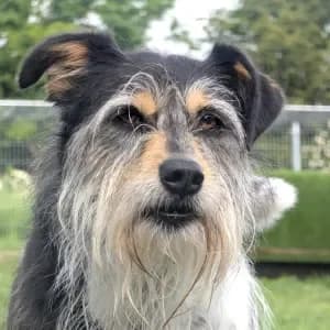 Udomi me,  young Mixed Breed for adoption at Sklonište za napuštene kućne ljubimce