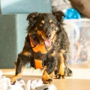 Marcel, Mixed Breed (Schronisko Skałowo)