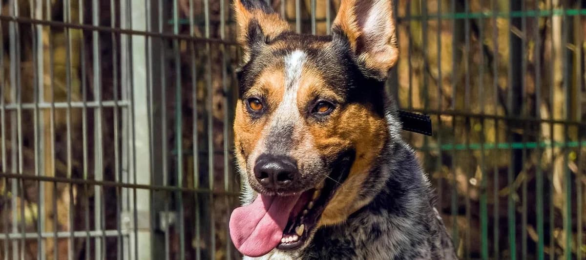 Dex, male mixed breed for adoption at Schronisko Sopotkowo (Sopot)