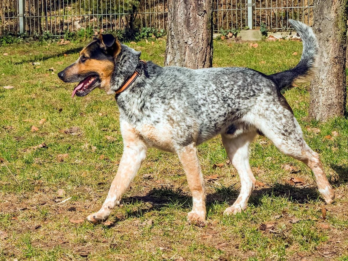 Dex, male mixed breed for adoption at Schronisko Sopotkowo (Sopot) — photo 3 of 6