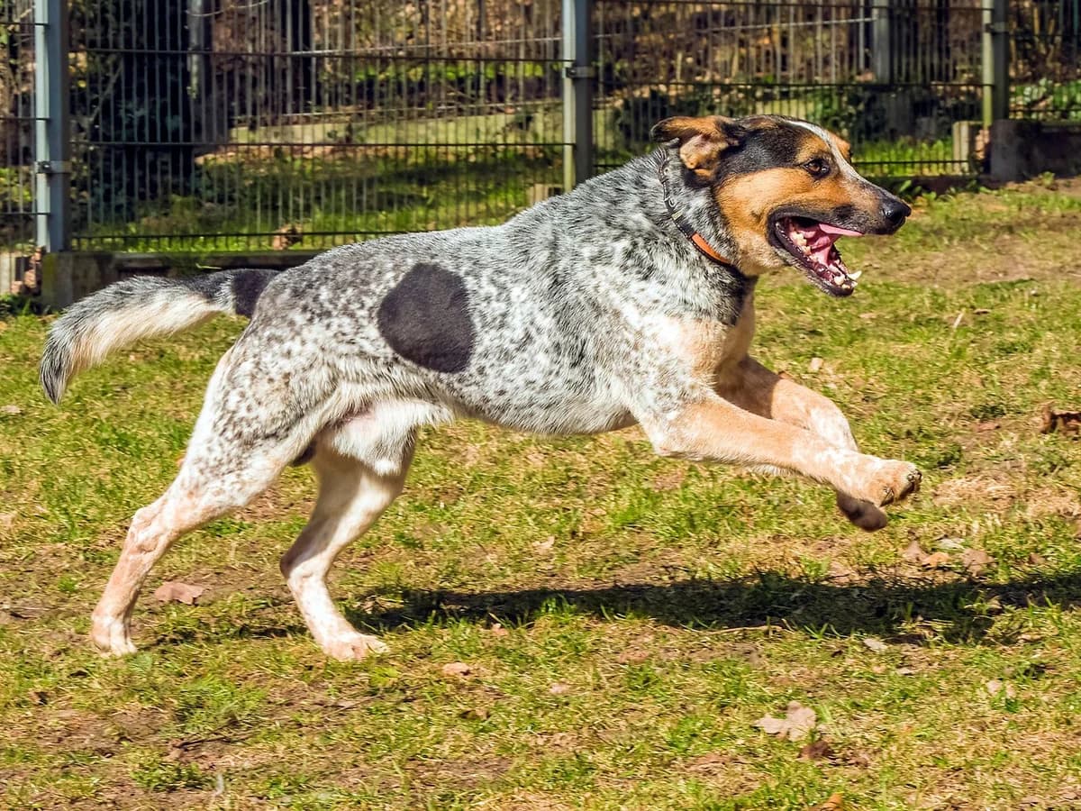 Dex, male mixed breed for adoption at Schronisko Sopotkowo (Sopot) — photo 4 of 6