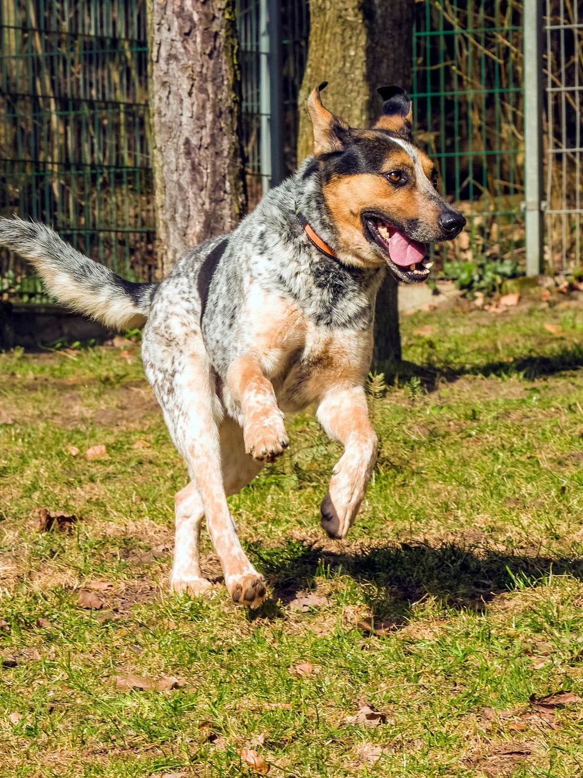 Dex, male mixed breed for adoption at Schronisko Sopotkowo (Sopot) — photo 5 of 6