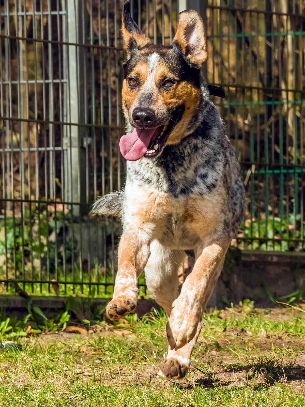 Dex, male mixed breed for adoption at Schronisko Sopotkowo (Sopot) — photo 6 of 6