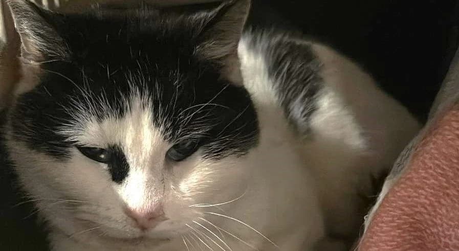 Eke,  Mixed Breed for adoption at Schronisko Sopotkowo (Sopot) — photo 2 of 6