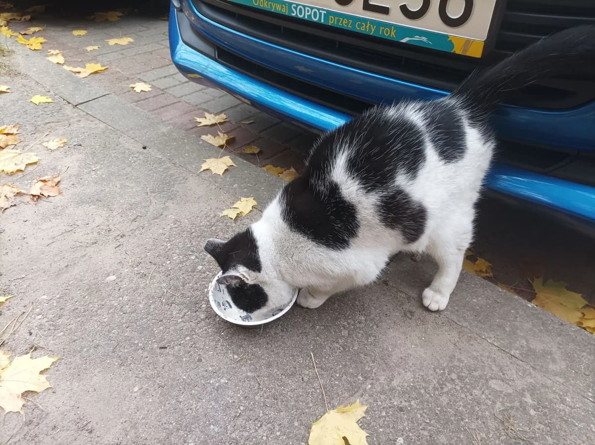 Eke,  Mixed Breed for adoption at Schronisko Sopotkowo (Sopot) — photo 3 of 6