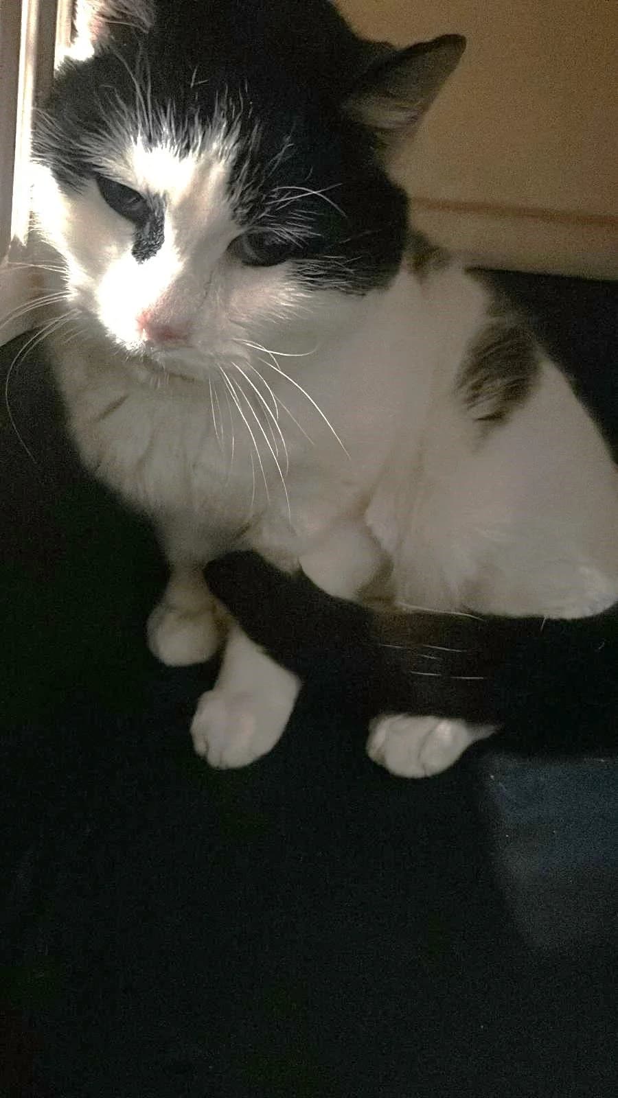 Eke,  Mixed Breed for adoption at Schronisko Sopotkowo (Sopot) — photo 4 of 6