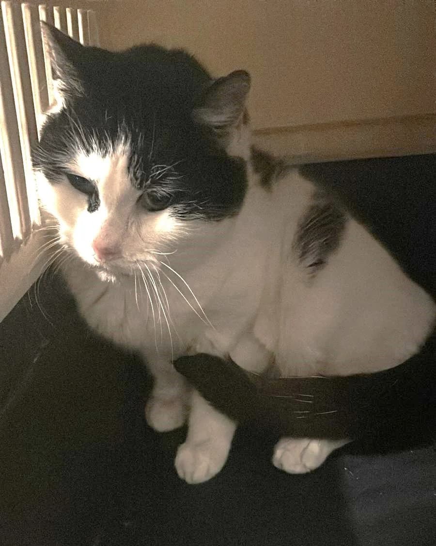 Eke,  Mixed Breed for adoption at Schronisko Sopotkowo (Sopot) — photo 5 of 6