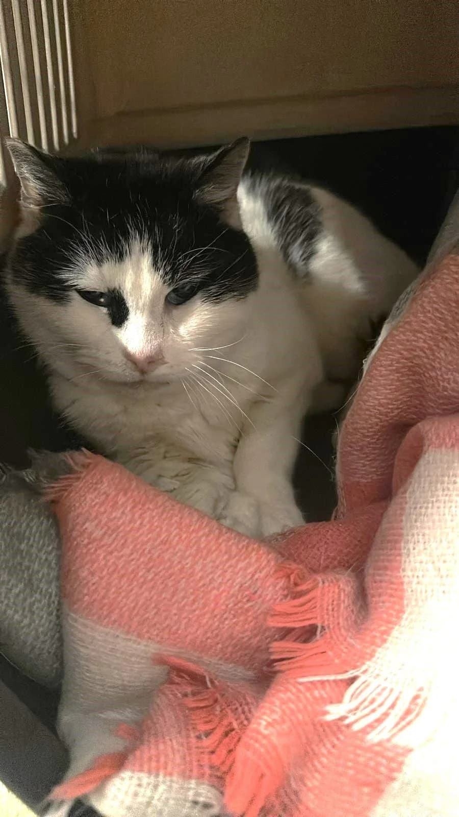 Eke,  Mixed Breed for adoption at Schronisko Sopotkowo (Sopot) — photo 6 of 6