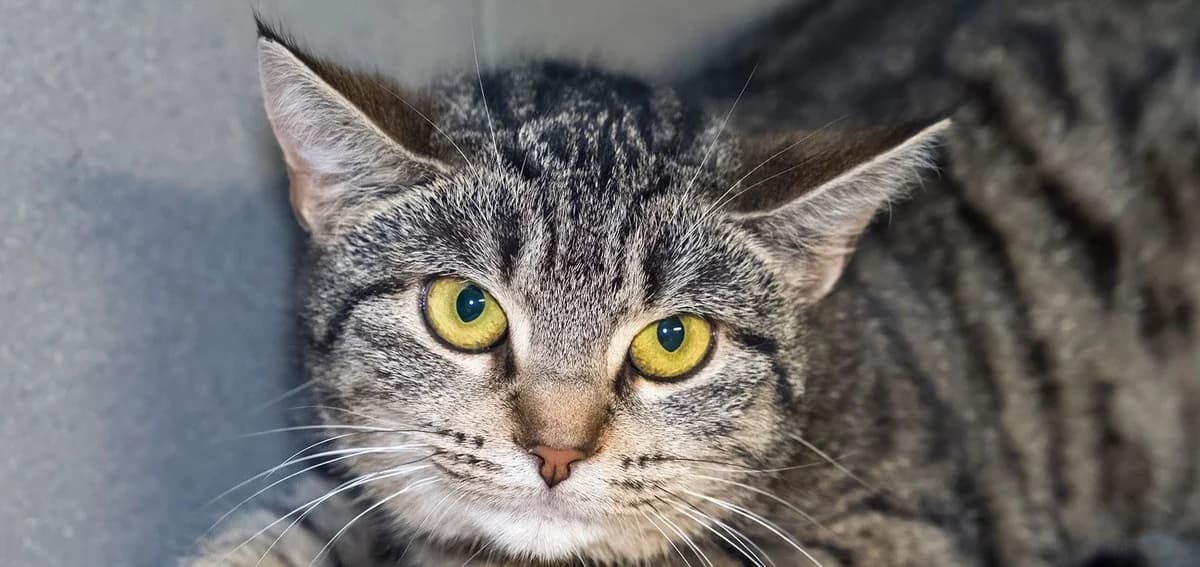 Mia,  Mixed Breed for adoption at Schronisko Sopotkowo (Sopot)