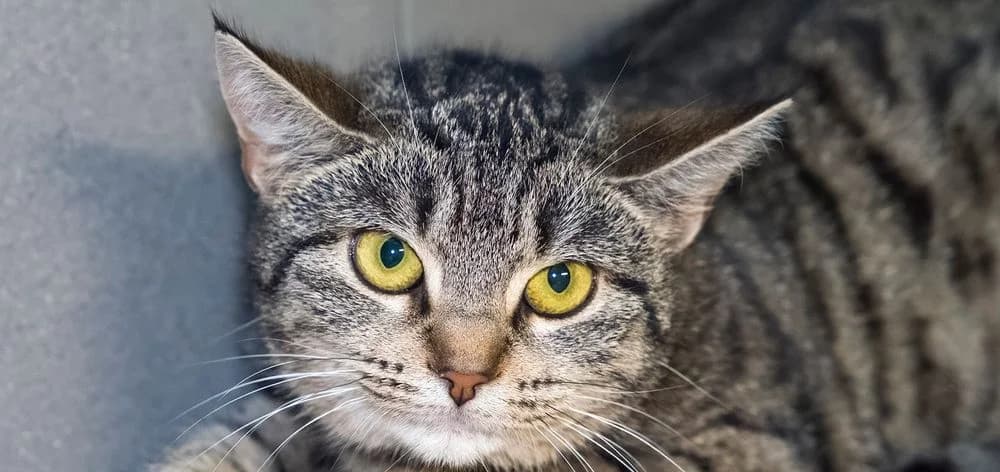 Mia,  Mixed Breed for adoption at Schronisko Sopotkowo (Sopot) — photo 2 of 6