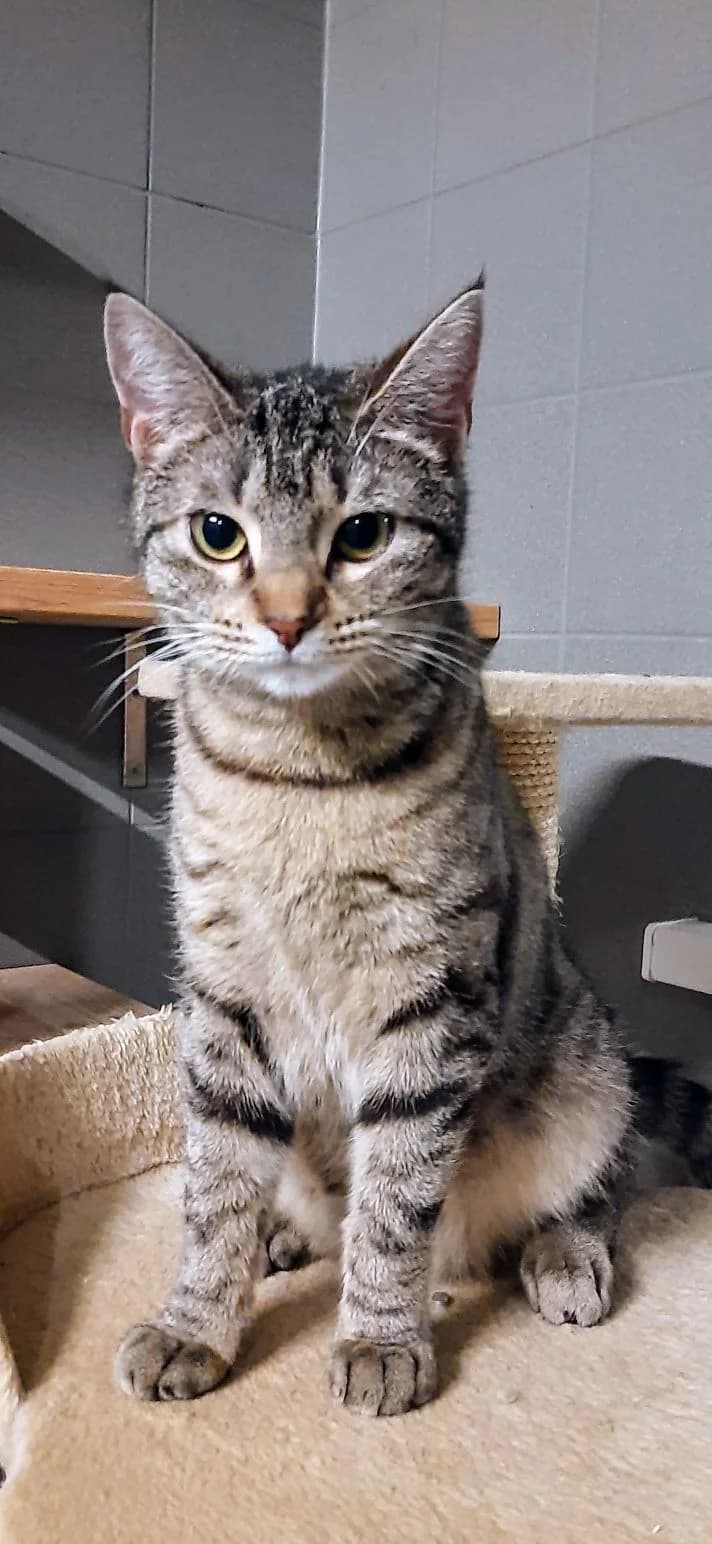 Mia,  Mixed Breed for adoption at Schronisko Sopotkowo (Sopot) — photo 3 of 6