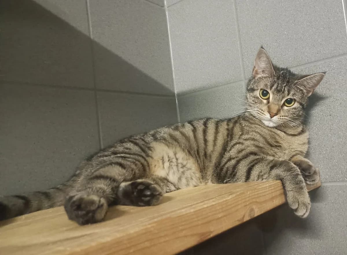 Mia,  Mixed Breed for adoption at Schronisko Sopotkowo (Sopot) — photo 4 of 6