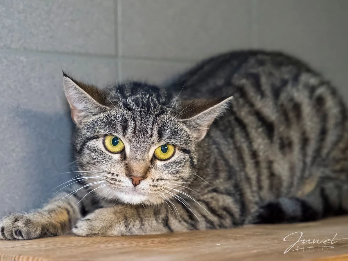 Mia,  Mixed Breed for adoption at Schronisko Sopotkowo (Sopot) — photo 5 of 6