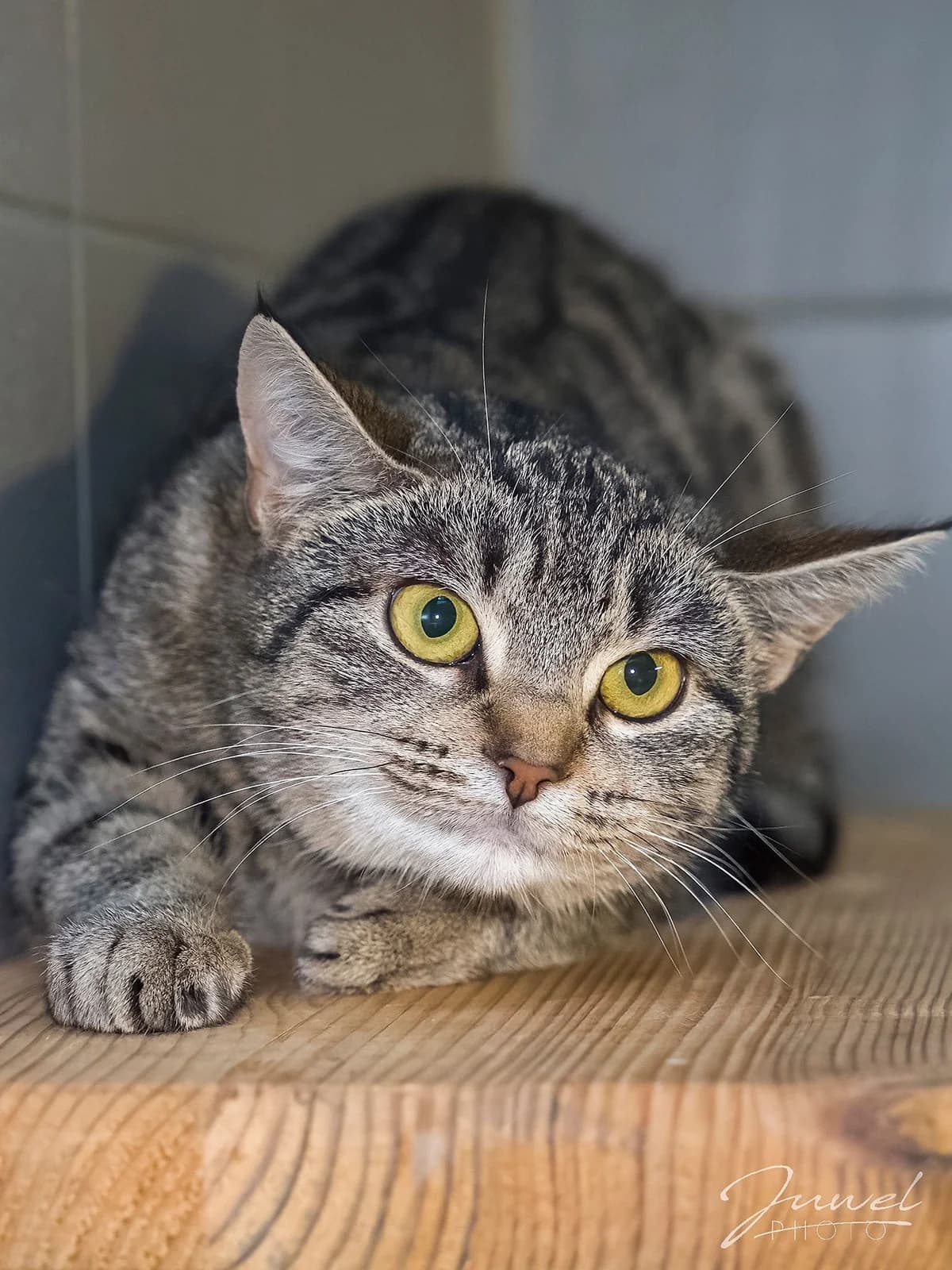 Mia,  Mixed Breed for adoption at Schronisko Sopotkowo (Sopot) — photo 6 of 6