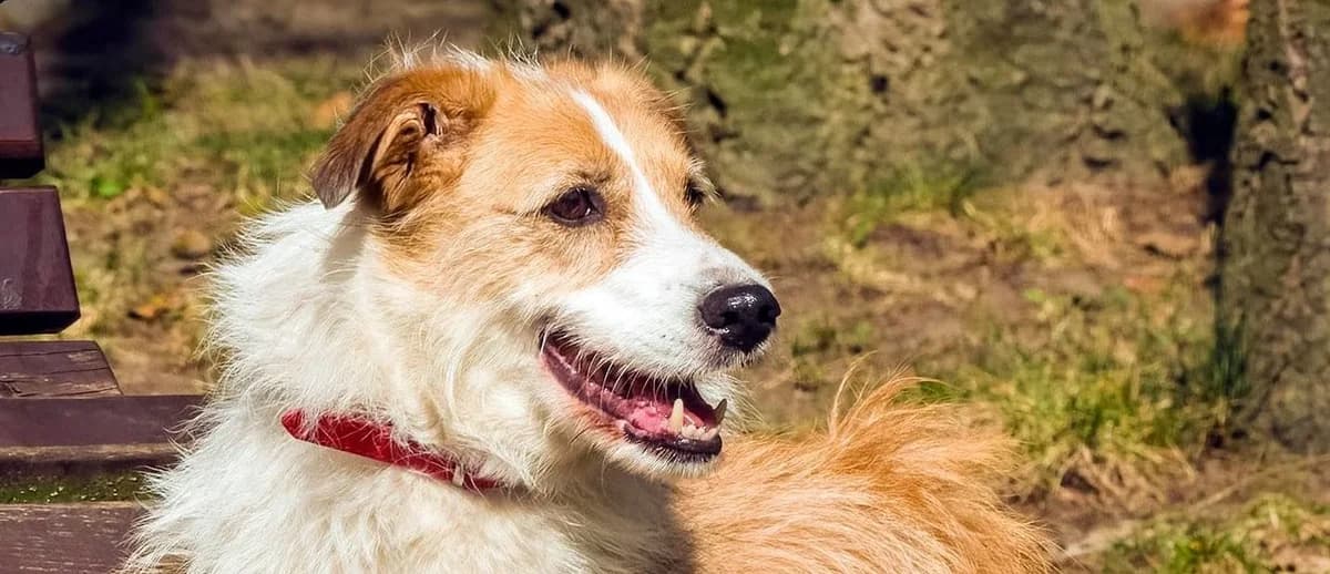 Neo, female young mixed breed for adoption at Schronisko Sopotkowo (Sopot)