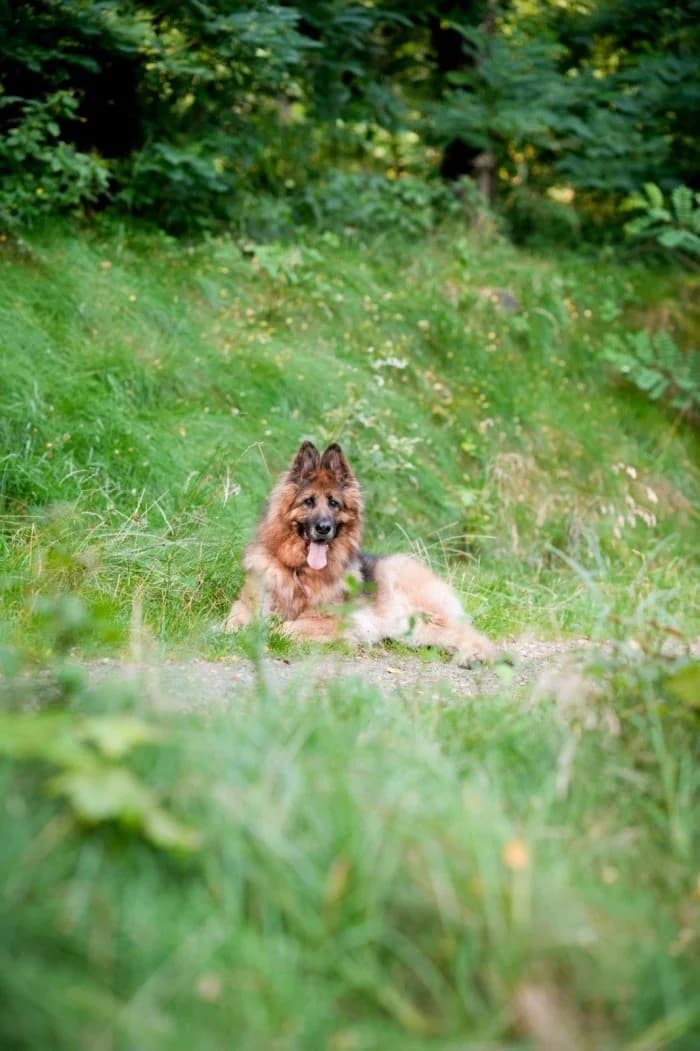 Tara 556/2019 Moją, female senior Mixed Breed for adoption at Schronisko Sosnowiec, Sosnowiec