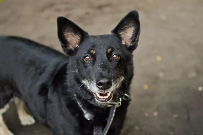 Zyzio 414/2020 Moim, male senior Mixed Breed for adoption at Schronisko Sosnowiec, Sosnowiec