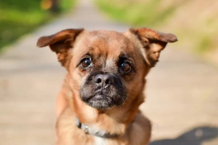 Lili 182/2021 Moim, female senior Mixed Breed for adoption at Schronisko Sosnowiec, Sosnowiec