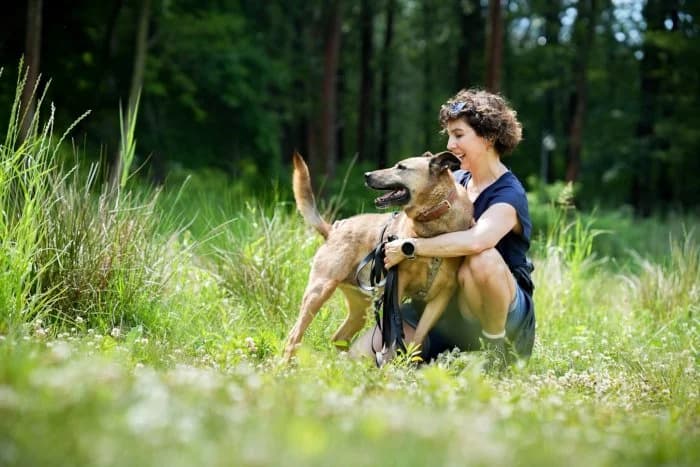 Dino 584/2021 Moimi, male senior Mixed Breed for adoption at Schronisko Sosnowiec, Sosnowiec