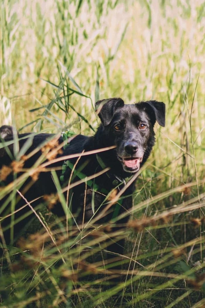 Frodo 476/2021 Moim, male senior Mixed Breed for adoption at Schronisko Sosnowiec, Sosnowiec