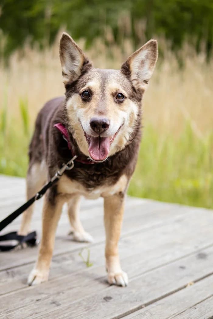 Czekolada 346/2022 Moim, female senior Mixed Breed for adoption at Schronisko Sosnowiec, Sosnowiec