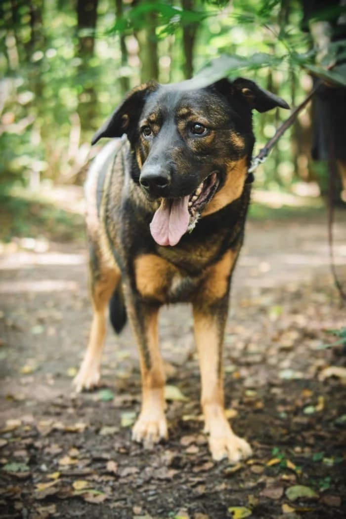 Simba 654/2022 Wirtualny, male 6yo Mixed Breed for adoption at Schronisko Sosnowiec, Sosnowiec