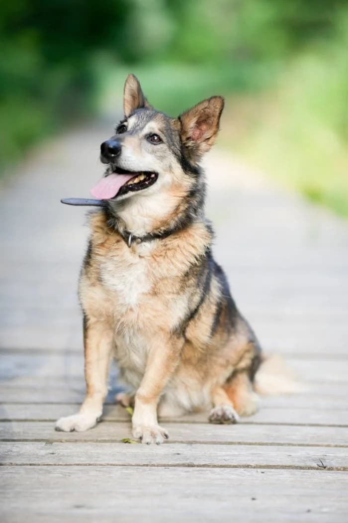 Isztwan 126/2023 Moim, male senior Mixed Breed for adoption at Schronisko Sosnowiec, Sosnowiec