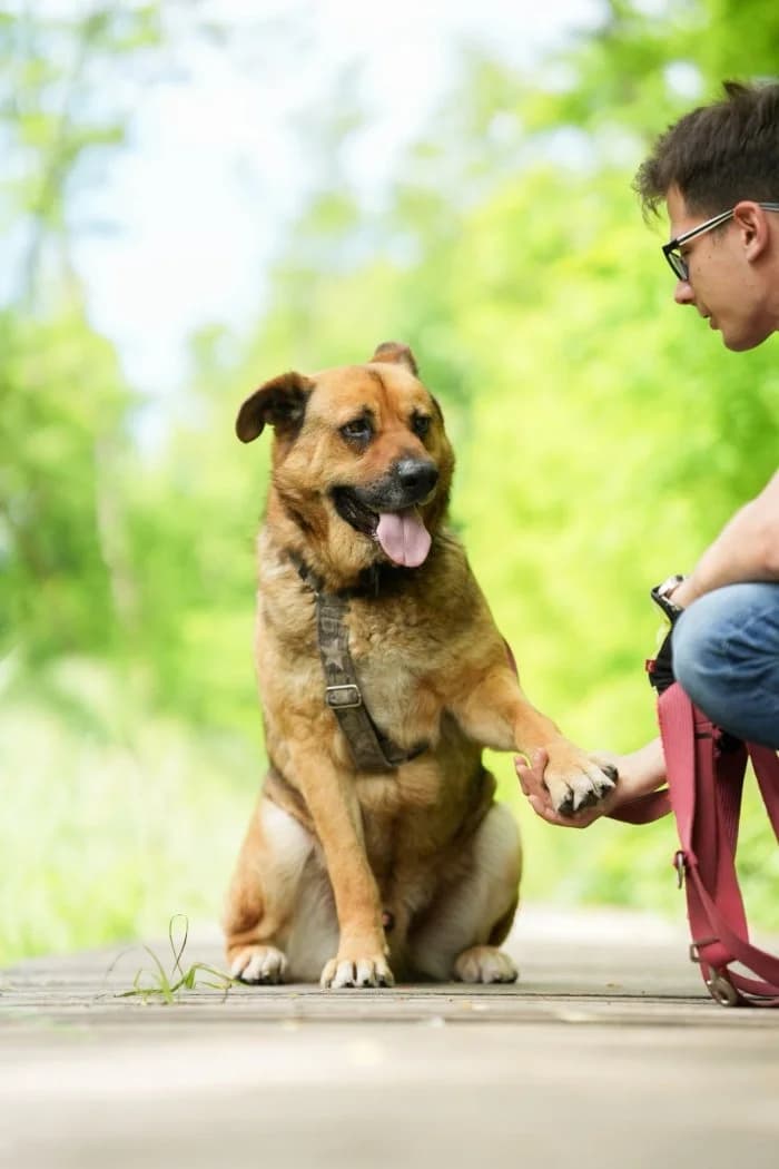 Baton 12/2024 Moim, male 4yo Mixed Breed for adoption at Schronisko Sosnowiec, Sosnowiec