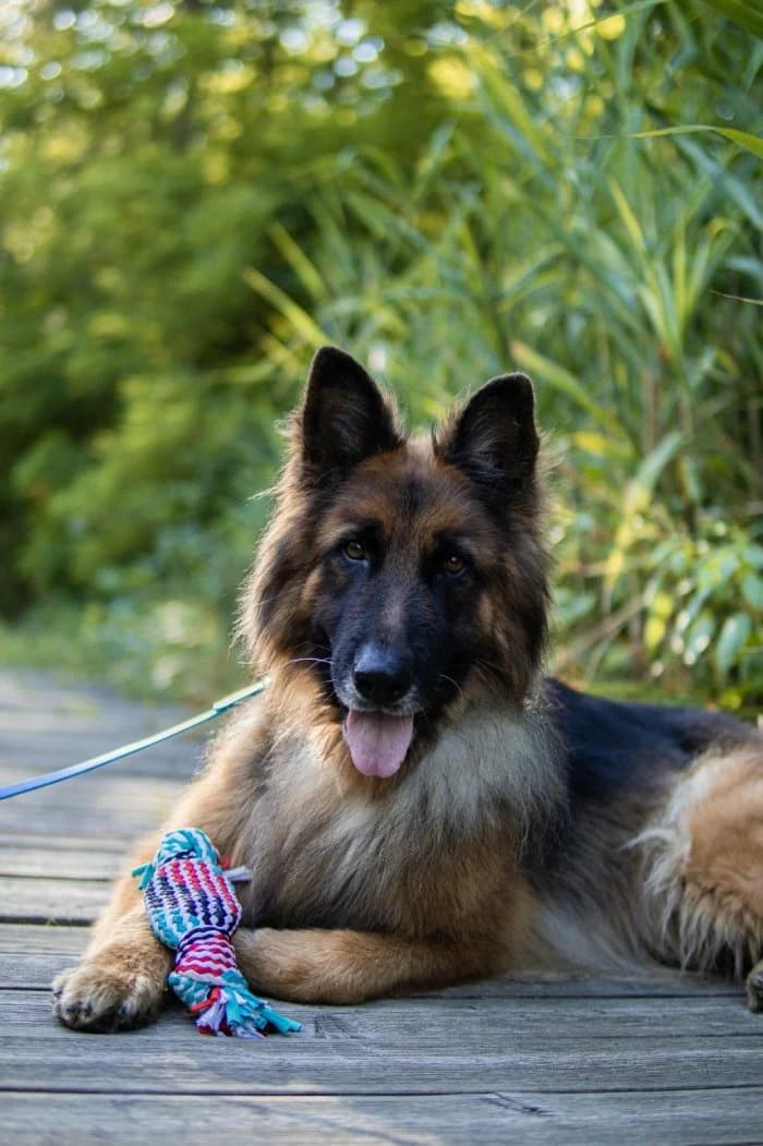 Roki 406/2024 Moimi, male 7yo Mixed Breed for adoption at Schronisko Sosnowiec, Sosnowiec