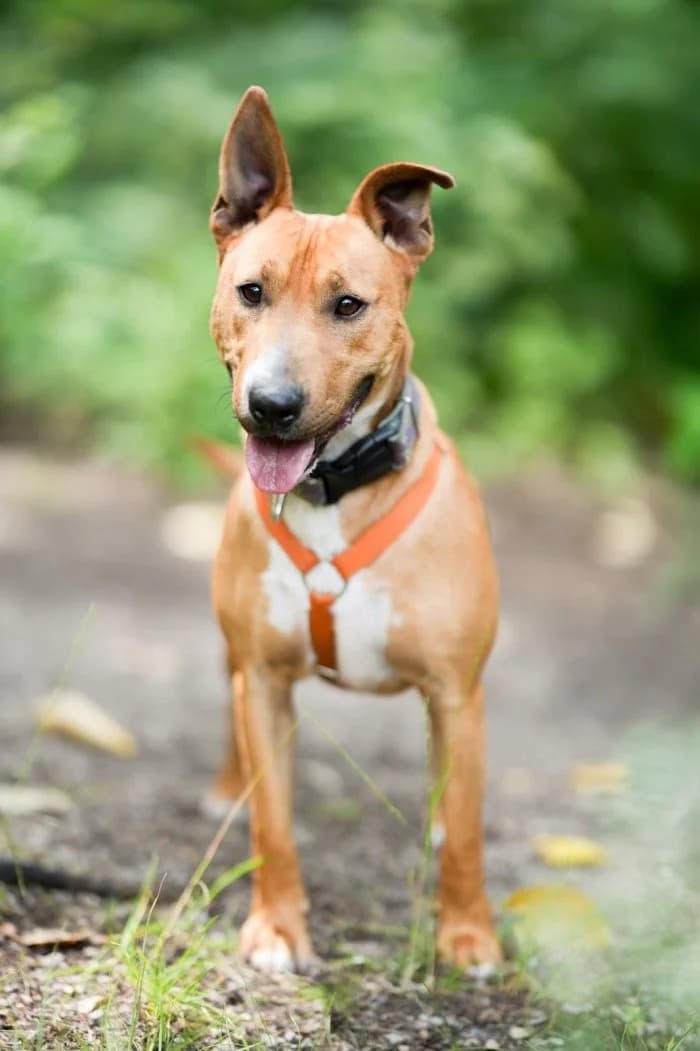 Milo 79/2025 Moim, male 4yo Mixed Breed for adoption at Schronisko Sosnowiec, Sosnowiec