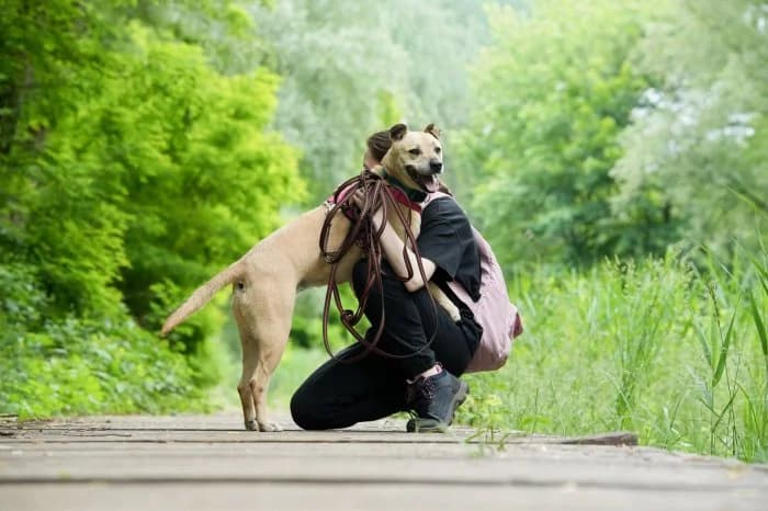 Lucy 108/2025 Moja, female senior Mixed Breed for adoption at Schronisko Sosnowiec, Sosnowiec