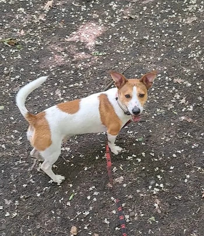 Max 148/2025 Moim, male 5yo Mixed Breed for adoption at Schronisko Sosnowiec, Sosnowiec