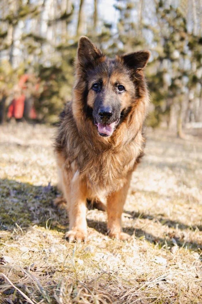 Laki 245/2025 Moimi, male senior Mixed Breed for adoption at Schronisko Sosnowiec, Sosnowiec